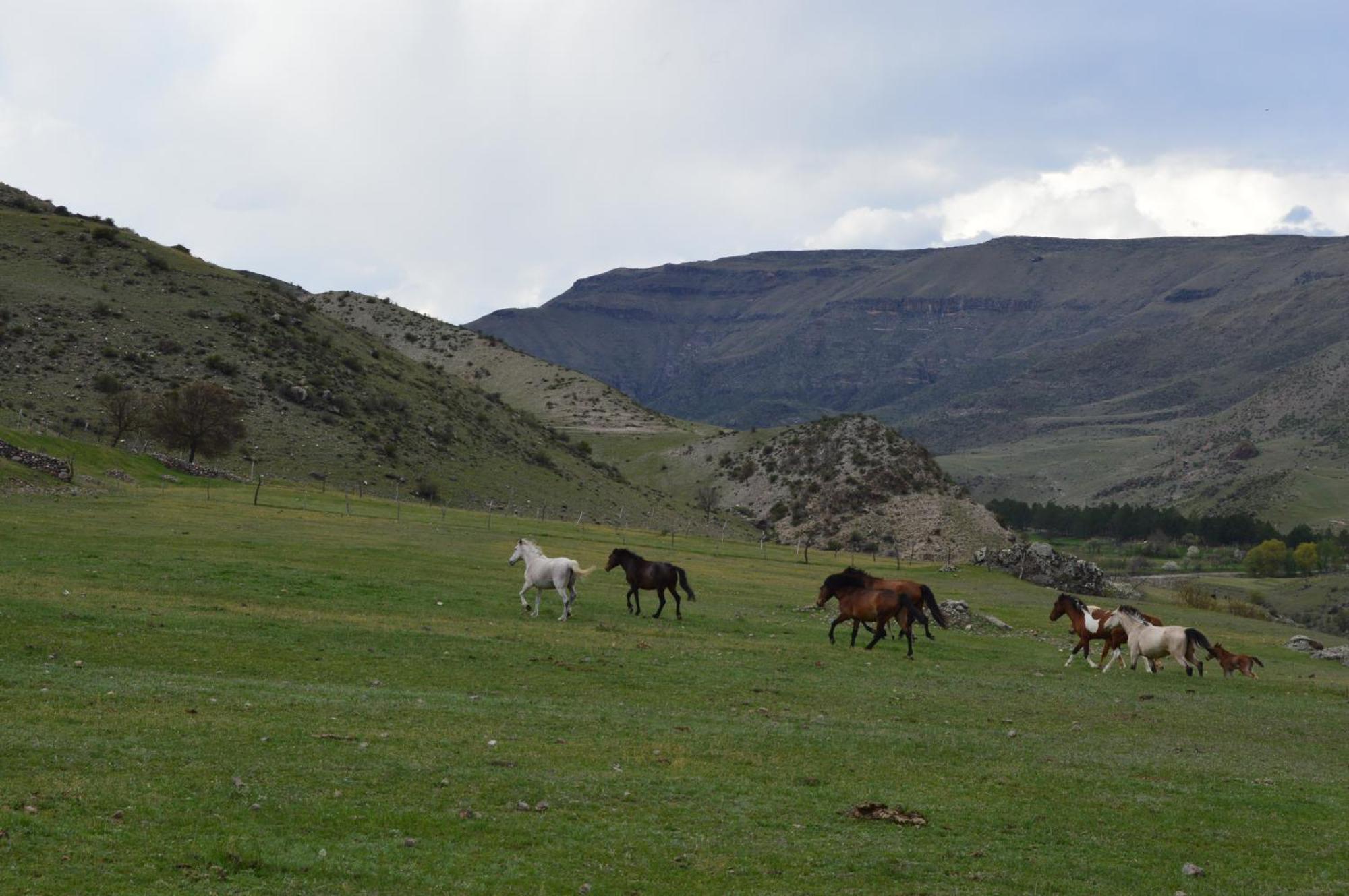 Tirebi Farmhouse Vardzia  Dış mekan fotoğraf
